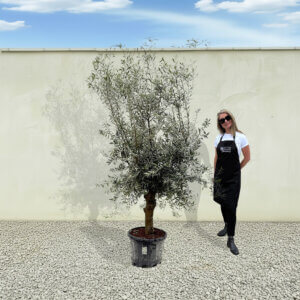 A300 Tuscan Olive Tree (Verde)