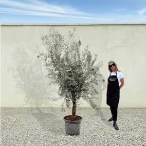 A301 Tuscan Olive Tree (Verde)