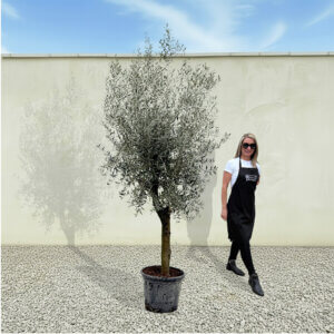 A302 Tuscan Olive Tree (Verde)