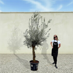 A303 Tuscan Olive Tree (Verde)