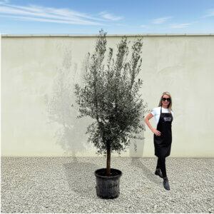 A304 Tuscan Olive Tree (Verde)