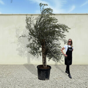 A31 Tuscan Olive Tree (Supremo)