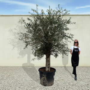 A33 Tuscan Olive Tree (Supremo)