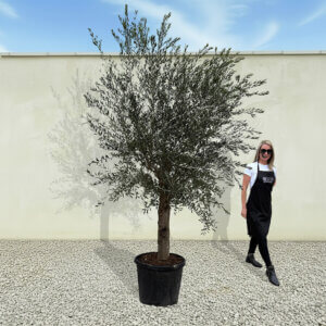 A35 Tuscan Olive Tree (Supremo)