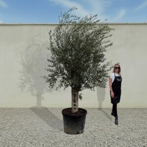A36 Tuscan Olive Tree (Supremo)