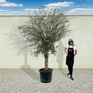 A39 Tuscan Olive Tree (Supremo)