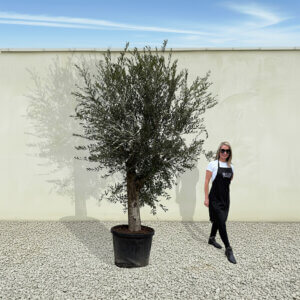 A41 Tuscan Olive Tree (Supremo)