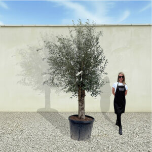 A43 Tuscan Olive Tree (Supremo)