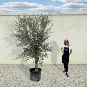A44 Tuscan Olive Tree (Supremo)