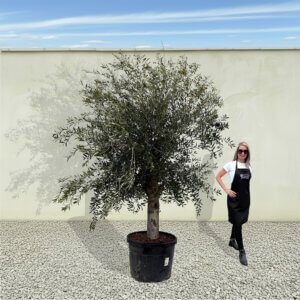 A45 Tuscan Olive Tree (Supremo)