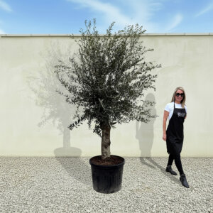 A46 Tuscan Olive Tree (Supremo)
