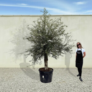 A47 Tuscan Olive Tree (Supremo)
