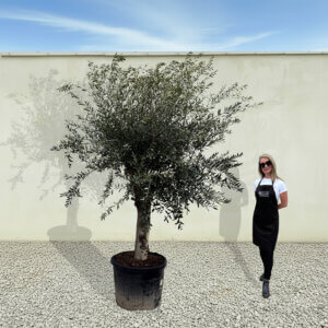 A50 Tuscan Olive Tree (Supremo)