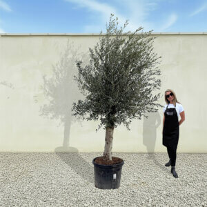 A51 Tuscan Olive Tree (Supremo)