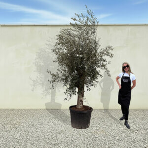 A52 Tuscan Olive Tree (Supremo)