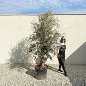A53 Tuscan Olive Tree (Supremo)