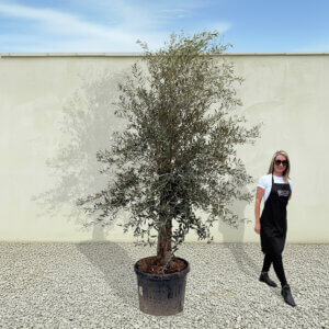 A53 Tuscan Olive Tree (Supremo)