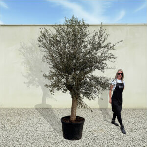 A54 Tuscan Olive Tree (Supremo)