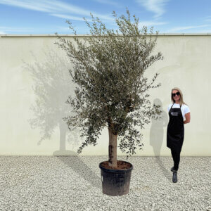 A55 Tuscan Olive Tree (Supremo)
