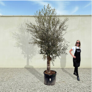 A56 Tuscan Olive Tree (Supremo)