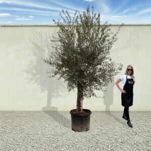 A57 Tuscan Olive Tree (Supremo)