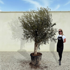 A58 Tuscan Olive Tree (Supremo)