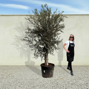A59 Tuscan Olive Tree (Supremo)