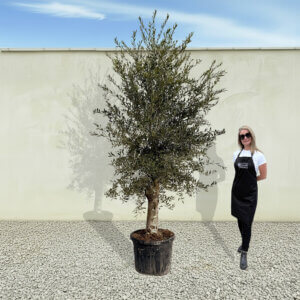 A60 Tuscan Olive Tree (Supremo)