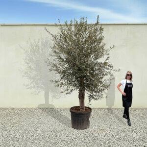 A61 Tuscan Olive Tree (Supremo)