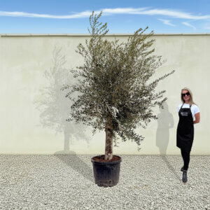 A62 Tuscan Olive Tree (Supremo)