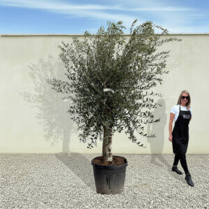A63 Tuscan Olive Tree (Supremo)