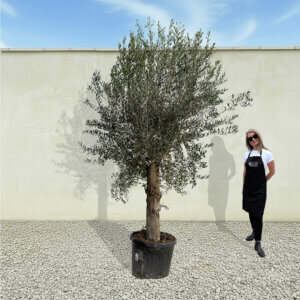 A64 Tuscan Olive Tree (Supremo)