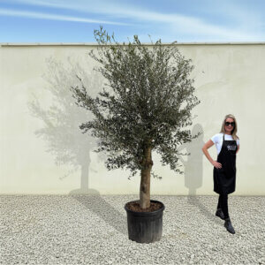 A65 Tuscan Olive Tree (Supremo)