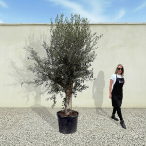A66 Tuscan Olive Tree (Supremo)