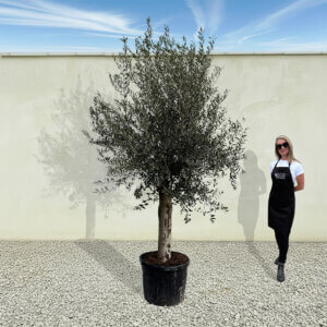 A67 Tuscan Olive Tree (Supremo)