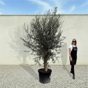 A69 Tuscan Olive Tree (Supremo)