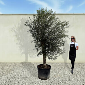A70 Tuscan Olive Tree (Supremo)