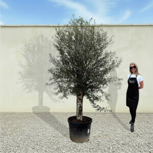 A71 Tuscan Olive Tree (Supremo)