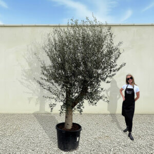 A72 Tuscan Olive Tree (Supremo)