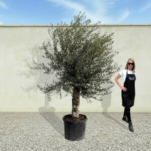 A74 Tuscan Olive Tree (Supremo)