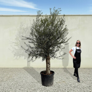 A78 Tuscan Olive Tree (Supremo)