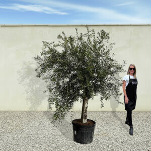 A80 Tuscan Olive Tree (Supremo)