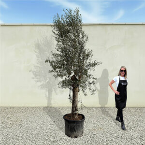 A81 Tuscan Olive Tree (Supremo)