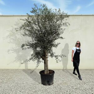 A82 Tuscan Olive Tree (Supremo)
