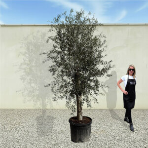 A83 Tuscan Olive Tree (Supremo)