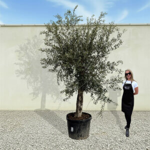 A84 Tuscan Olive Tree (Supremo)