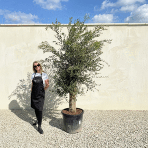 A85 Tuscan Olive Tree (Supremo)