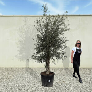A86 Tuscan Olive Tree (Supremo)