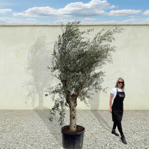 A87 Tuscan Olive Tree (Supremo)