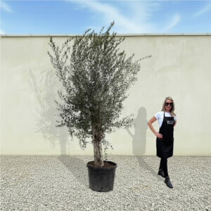 A88 Tuscan Olive Tree (Supremo)